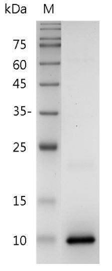 Recombinant CXCL4 (C-X-C motif chemokine 4), Human, AF