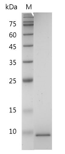 Recombinant CXCL6 (C-X-C motif chemokine 6), Human, AF