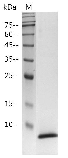 Recombinant EGF (Epidermal growth factor), Human, AF