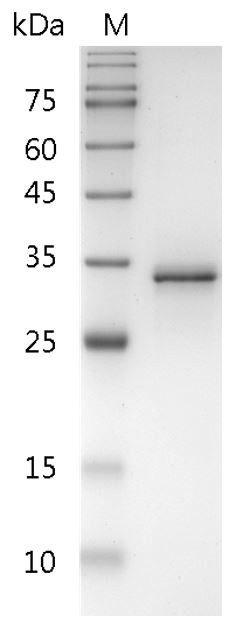 Recombinant FasL (Fas ligand), Human, AF