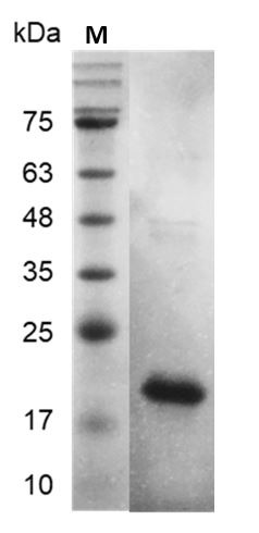 Recombinant FGF-1 (Fibroblast growth factor-acidic), Human, AF