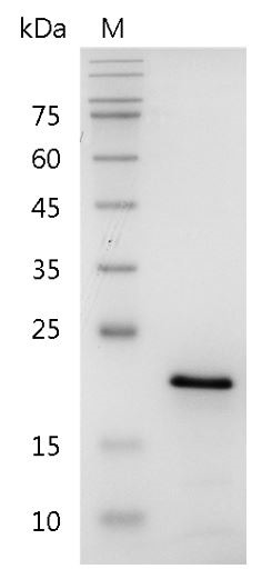 Recombinant FGF-10 (Fibroblast growth factor-10), Human, AF