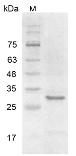 Recombinant FGF-11 isoform 1 (Fibroblast growth factor-11 isoform 1), Human, AF