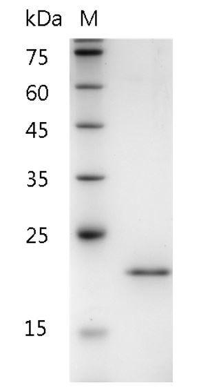 Recombinant FGF-11 isoform 2 (Fibroblast growth factor-11 isoform 2), Human, AF