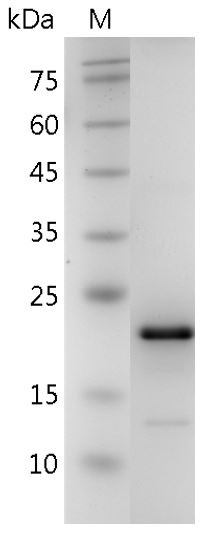 Recombinant FGF-12 (Fibroblast growth factor-12), Human, AF