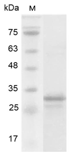 Recombinant FGF-13 (Fibroblast growth factor-13), Human, AF