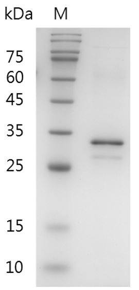 Recombinant FGF-14 (Fibroblast growth factor-14), Human, AF