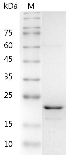 Recombinant FGF-16 (Fibroblast growth factor-16), Human, AF