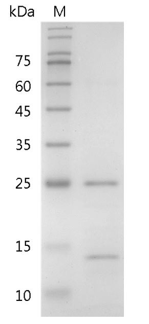 Recombinant FGF-17 (Fibroblast growth factor-17), Human, AF