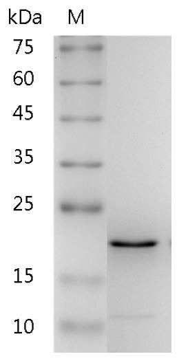 Recombinant FGF-18 (Fibroblast growth factor-18), Human, AF