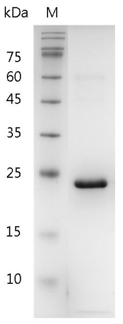 Recombinant FGF-19 (Fibroblast growth factor-19), Human, AF