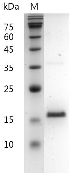 Recombinant FGF-2 (154 a.a.) (Fibroblast growth factor-basic), Human, AF