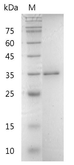 Recombinant FGF-22 (Fibroblast growth factor-22), Human, AF