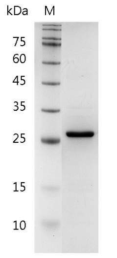 Recombinant FGF-23 (Fibroblast growth factor-23), Human, AF