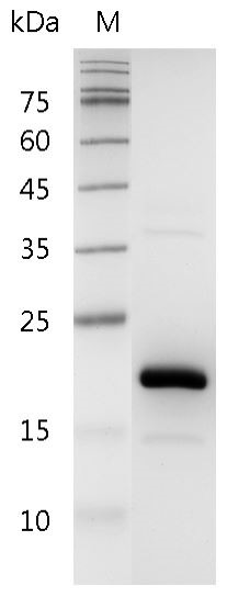 Recombinant FGF-4 (Fibroblast growth factor-4), Human, AF