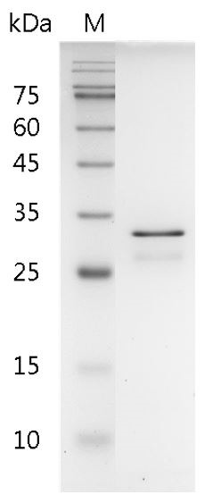 Recombinant FGF-5 (Fibroblast growth factor-5), Human, AF