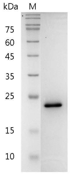 Recombinant FGF-8a (Fibroblast growth factor-8a), Human, AF