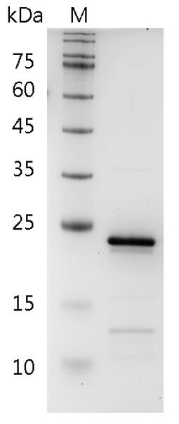 Recombinant FGF-8b (Fibroblast growth factor-8b), Human, AF