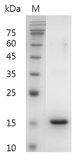 Recombinant Flt-3 Ligand (Fms-related tyrosine kinase-3 ligand), Human, AF