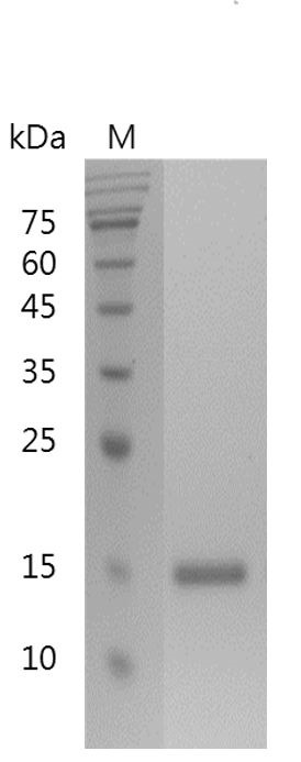 Recombinant Galectin-1, Human, AF