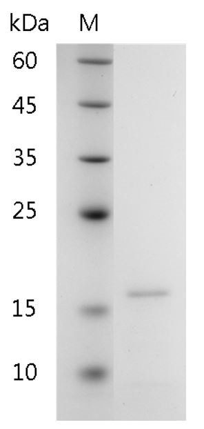 Recombinant Galectin-10, Human, AF