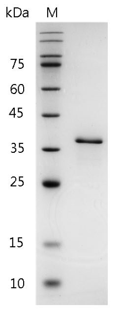 Recombinant Galectin-12, Human, AF