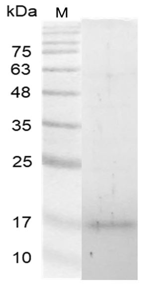 Recombinant Galectin-13, Human, AF