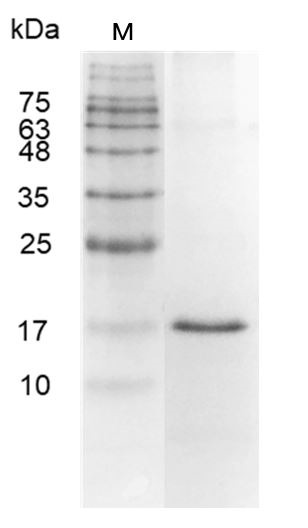 Recombinant Galectin-14, Human, AF