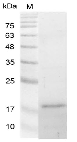 Recombinant Galectin-16, Human, AF