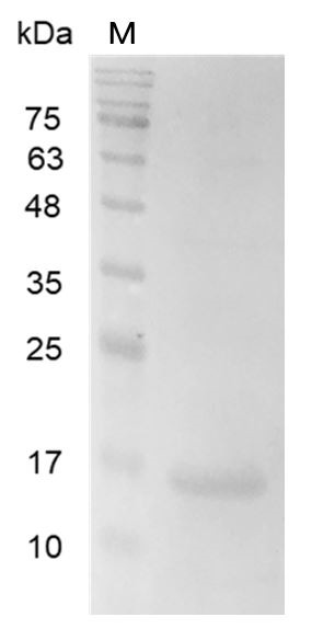 Recombinant Galectin-2, Human, AF