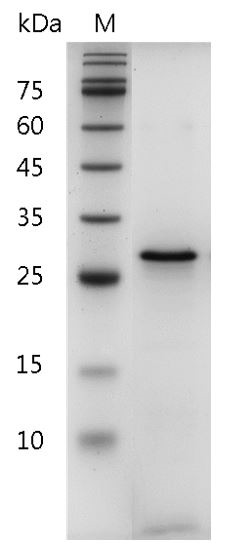 Recombinant Galectin-3, Human, AF