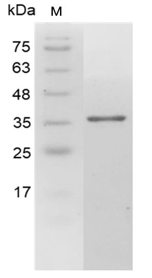 Recombinant Galectin-4, Human, AF