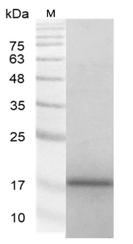 Recombinant Galectin-7, Human, AF