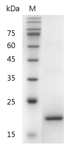 Recombinant G-CSF (Granulocyte colony-stimulating factor), Human, AF