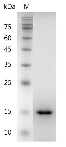 Recombinant GDNF (Glial-derived neurotrophic factor), Human, AF