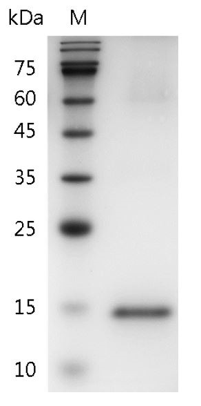 Recombinant GM-CSF (Granulocyte-macrophage colony-stimulating factor), Human, AF