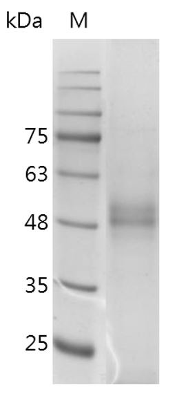 Recombinant HMGB1 C23AC45A, Human (Mammalian cell expression), AF