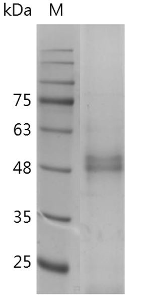 Recombinant HMGB1 C23AC45AC106A, Human (Mammalian cell expression), AF