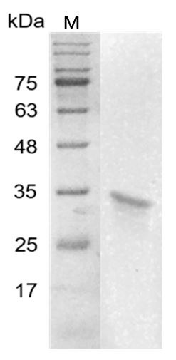 Recombinant HMGB2 (High mobility group box 2), Human, AF