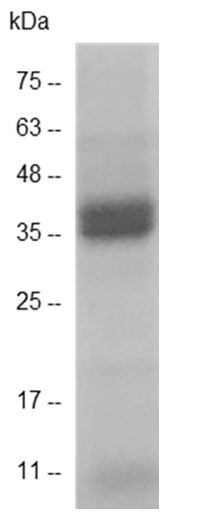 Recombinant HMGB2, Human (Mammalian cell expression), AF