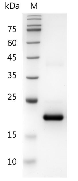 Recombinant IFN alpha 1a (Interferon alpha 1a), Human, AF