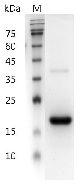 Recombinant IFN beta 1a (Interferon beta 1a), Human, AF