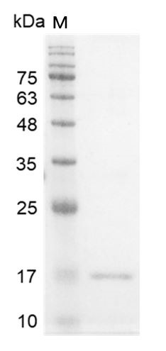 Recombinant IFN gamma (Interferon gamma), Human, AF