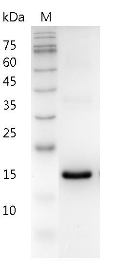 Recombinant IFN omega (Interferon omega), Human, AF