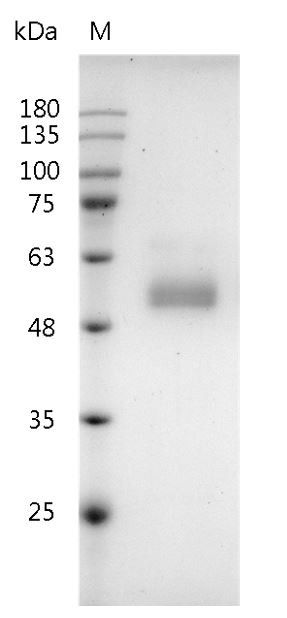 Recombinant IGFBP7 (IGF-binding protein 7), Human, AF, HEK293