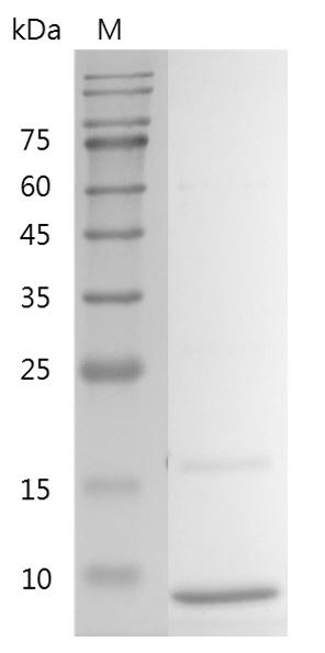 Recombinant IGF-I (Insulin-like growth factor-I), Human, AF