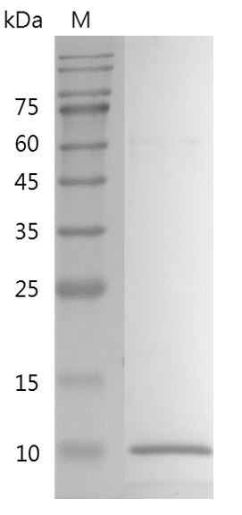 Recombinant IGF-II (Insulin-like growth factor-II), Human, AF