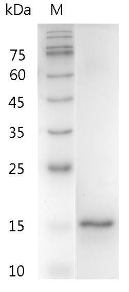 Recombinant IL-1 alpha (Interleukin-1 alpha), Human, AF