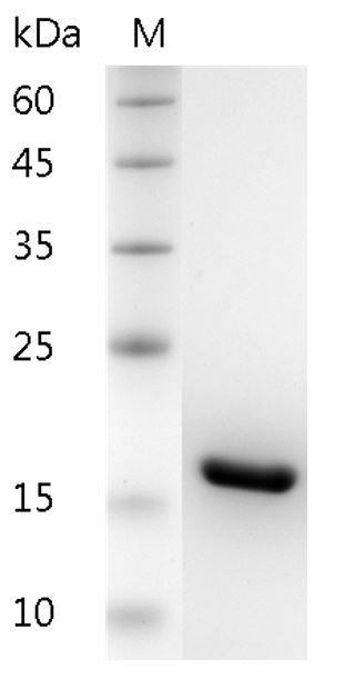 Recombinant IL-1 beta (Interleukin-1 beta), Human, AF