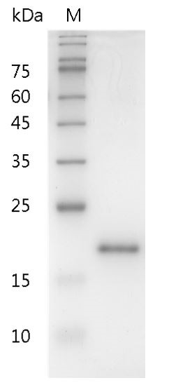 Recombinant IL-10 (Interleukin-10), Human, AF